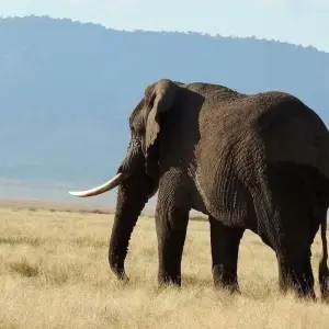 Explore Premium Luxury Tanzania Safari Experience: Explore Africa in 4 Days for 4 days with Professional Safari Africa and discover unforgettable experiences - Photo 6