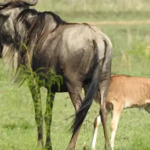 Explore Premium Luxury Tanzania Safari Experience: Explore Africa in 4 Days for 4 days with Professional Safari Africa and discover unforgettable experiences - Photo 7