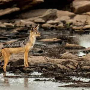 Explore 3-Day Zanzibar to Arusha, Road Transfer to Serengeti for 3 days with Professional Safari Africa and discover unforgettable experiences - Photo 3