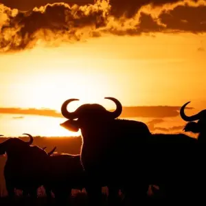 Explore 3-Day Zanzibar to Arusha, Road Transfer to Serengeti for 3 days with Professional Safari Africa and discover unforgettable experiences - Photo 4