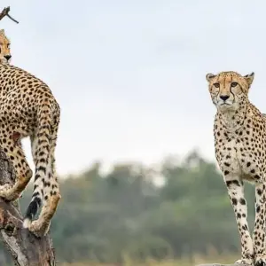 Explore 3-Day Zanzibar to Arusha, Road Transfer to Serengeti for 3 days with Professional Safari Africa and discover unforgettable experiences - Photo 5