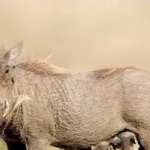 Explore 3-Day Zanzibar to Arusha, Road Transfer to Serengeti for 3 days with Professional Safari Africa and discover unforgettable experiences - Photo 6