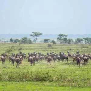 Explore 3-Day The Best of Tanzania Safari Green Season Offer for 3 days with Professional Safari Africa and discover unforgettable experiences - Photo 9