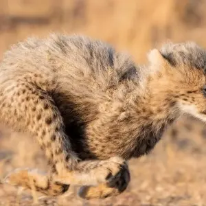 Explore 3-Day Zanzibar to Arusha, Road Transfer to Serengeti for 3 days with Professional Safari Africa and discover unforgettable experiences - Photo 10