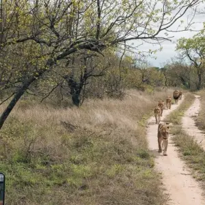 Explore Affordable Northern Tanzania Safari Big Five for 5 days with Professional Safari Africa and discover unforgettable experiences - Photo 3