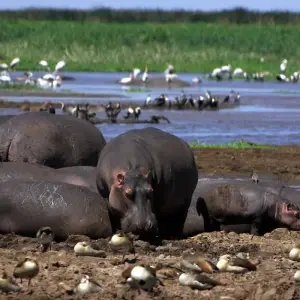 Explore Affordable Northern Tanzania Safari Big Five for 5 days with Professional Safari Africa and discover unforgettable experiences - Photo 4