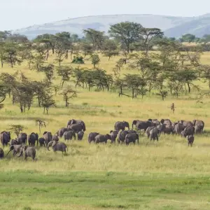 Explore Affordable Northern Tanzania Safari Big Five for 5 days with Professional Safari Africa and discover unforgettable experiences - Photo 5