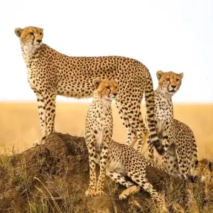 Explore Big Five, Tarangire, Ngorongoro, Serengeti & More for 7 days with Professional Safari Africa and discover unforgettable experiences - Photo 2