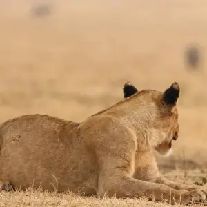 Explore Affordable Northern Tanzania Safari Big Five for 5 days with Professional Safari Africa and discover unforgettable experiences - Photo 7