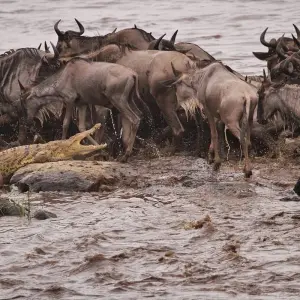 Explore Affordable Northern Tanzania Safari Big Five for 5 days with Professional Safari Africa and discover unforgettable experiences - Photo 8