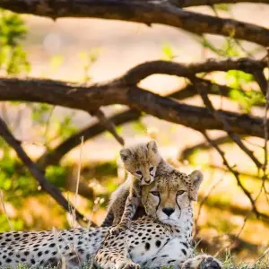 Explore Amazing Beach Holidays with Combination of Safari for 10 days with Professional Safari Africa and discover unforgettable experiences - Photo 3