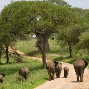 Explore Big Five, Tarangire, Ngorongoro, Serengeti & More for 7 days with Professional Safari Africa and discover unforgettable experiences - Photo 5