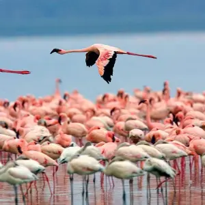 Explore Ultimate Great Wildebeest Migration: Kenya & Tanzania Adventure for 11 days with Professional Safari Africa and discover unforgettable experiences - Photo 2