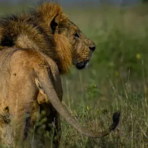 Explore Ultimate Great Wildebeest Migration: Kenya & Tanzania Adventure for 11 days with Professional Safari Africa and discover unforgettable experiences - Photo 3