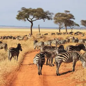 Explore Big Five, Tarangire, Ngorongoro, Serengeti & More for 7 days with Professional Safari Africa and discover unforgettable experiences - Photo 6