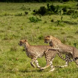 Explore Kenya & Tanzania Highlights - Comfort Safari for 13 days with Professional Safari Africa and discover unforgettable experiences - Photo 2