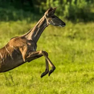 Explore Luxury Adventure: The Best of Kenya & Tanzania for 6 days with Professional Safari Africa and discover unforgettable experiences - Photo 2