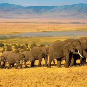 Explore Ultimate Great Wildebeest Migration: Kenya & Tanzania Adventure for 11 days with Professional Safari Africa and discover unforgettable experiences - Photo 4