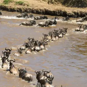 Explore Amazing Beach Holidays with Combination of Safari for 10 days with Professional Safari Africa and discover unforgettable experiences - Photo 6