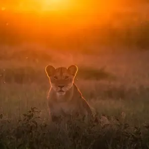 Explore Kenya & Zanzibar Honeymoon Adventure for 12 days with Professional Safari Africa and discover unforgettable experiences - Photo 3