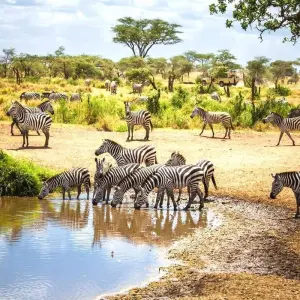Explore Kenya & Tanzania: Ultimate Luxury Safari Adventure for 6 days with Professional Safari Africa and discover unforgettable experiences - Photo 3