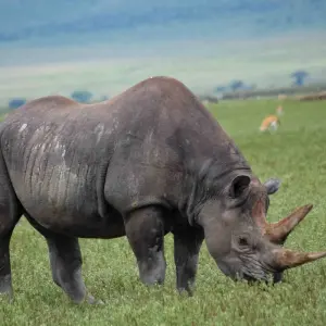 Explore Ultimate Great Wildebeest Migration: Kenya & Tanzania Adventure for 11 days with Professional Safari Africa and discover unforgettable experiences - Photo 5