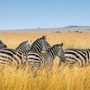 Explore Epic Kenya & Tanzania Fly-in Migration Safari for 6 days with Professional Safari Africa and discover unforgettable experiences - Photo 5