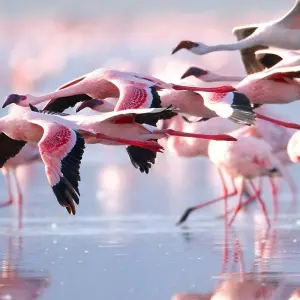 Explore Safari & Beach Escape, The Ultimate Kenya & Tanzania Adventure for 12 days with Professional Safari Africa and discover unforgettable experiences - Photo 6