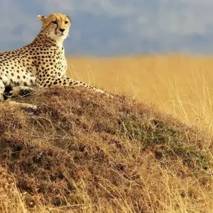 Explore Kenya & Zanzibar Honeymoon Adventure for 12 days with Professional Safari Africa and discover unforgettable experiences - Photo 4