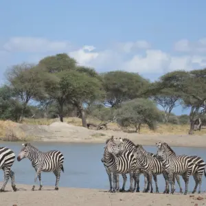 Explore The Great Kenya and Tanzania Explorer (Private 13 Days and 6 Game Reserves) for 13 days with Professional Safari Africa and discover unforgettable experiences - Photo 4