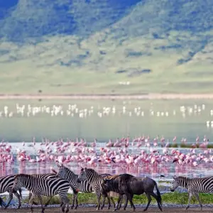 Explore Ultimate Great Wildebeest Migration: Kenya & Tanzania Adventure for 11 days with Professional Safari Africa and discover unforgettable experiences - Photo 6