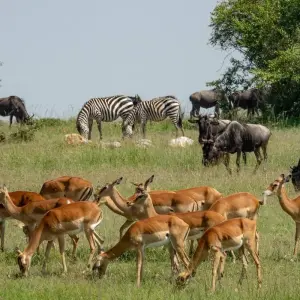 Explore Luxury Adventure: The Best of Kenya & Tanzania for 6 days with Professional Safari Africa and discover unforgettable experiences - Photo 4