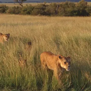 Explore Epic Kenya & Tanzania Fly-in Migration Safari for 6 days with Professional Safari Africa and discover unforgettable experiences - Photo 6