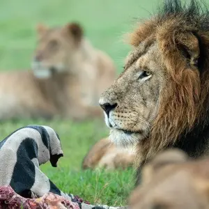 Explore Safari & Beach Escape, The Ultimate Kenya & Tanzania Adventure for 12 days with Professional Safari Africa and discover unforgettable experiences - Photo 7