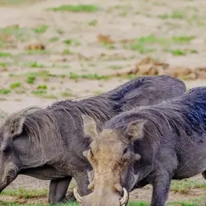 Explore Kenya & Tanzania: Ultimate Luxury Safari Adventure for 6 days with Professional Safari Africa and discover unforgettable experiences - Photo 5