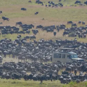 Explore The Great Kenya and Tanzania Explorer (Private 13 Days and 6 Game Reserves) for 13 days with Professional Safari Africa and discover unforgettable experiences - Photo 5