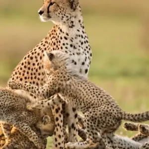 Explore Luxury Adventure: The Best of Kenya & Tanzania for 6 days with Professional Safari Africa and discover unforgettable experiences - Photo 5