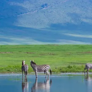 Explore Epic Kenya & Tanzania Fly-in Migration Safari for 6 days with Professional Safari Africa and discover unforgettable experiences - Photo 7