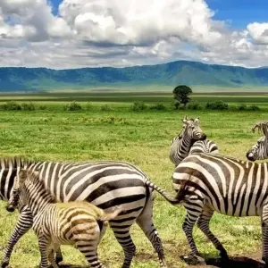 Explore Ultimate Great Wildebeest Migration: Kenya & Tanzania Adventure for 11 days with Professional Safari Africa and discover unforgettable experiences - Photo 7