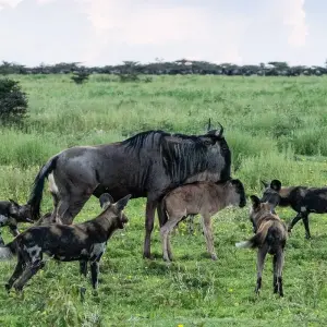Explore Amazing Beach Holidays with Combination of Safari for 10 days with Professional Safari Africa and discover unforgettable experiences - Photo 9