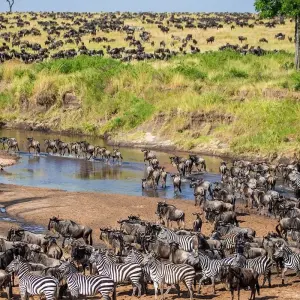 Explore Kenya & Zanzibar Honeymoon Adventure for 12 days with Professional Safari Africa and discover unforgettable experiences - Photo 6