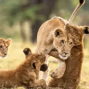 Explore Kenya & Tanzania Highlights - Comfort Safari for 13 days with Professional Safari Africa and discover unforgettable experiences - Photo 6