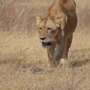 Explore 11-Day Luxury Cape Town, Kruger NP, Victoria Falls and Chobe National  Park (Unforgettable Experience) for 11 days with Professional Safari Africa and discover unforgettable experiences - Photo 2