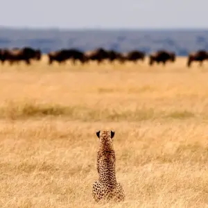 Explore Kenya & Tanzania: Ultimate Luxury Safari Adventure for 6 days with Professional Safari Africa and discover unforgettable experiences - Photo 6