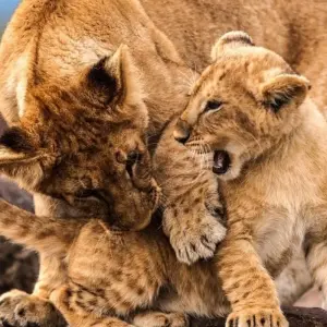 Explore Luxury Adventure: The Best of Kenya & Tanzania for 6 days with Professional Safari Africa and discover unforgettable experiences - Photo 6