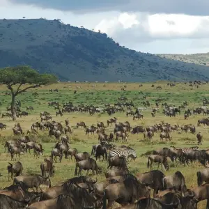 Explore Epic Kenya & Tanzania Fly-in Migration Safari for 6 days with Professional Safari Africa and discover unforgettable experiences - Photo 8