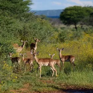 Explore Kenya & Tanzania Highlights - Comfort Safari for 13 days with Professional Safari Africa and discover unforgettable experiences - Photo 7