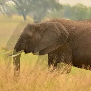 Explore 11-Day Luxury Cape Town, Kruger NP, Victoria Falls and Chobe National  Park (Unforgettable Experience) for 11 days with Professional Safari Africa and discover unforgettable experiences - Photo 3