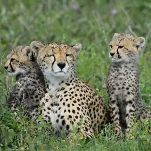 Explore The Great Kenya and Tanzania Explorer (Private 13 Days and 6 Game Reserves) for 13 days with Professional Safari Africa and discover unforgettable experiences - Photo 7