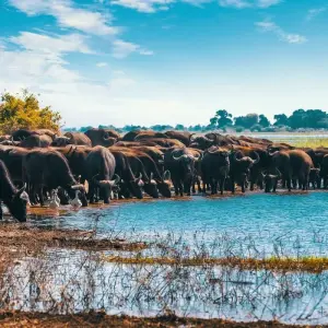 Explore Epic Kenya & Tanzania Fly-in Migration Safari for 6 days with Professional Safari Africa and discover unforgettable experiences - Photo 9